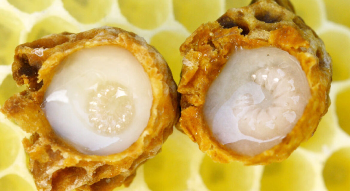 ari-sutu-bozulmadan-nasil-saklanir