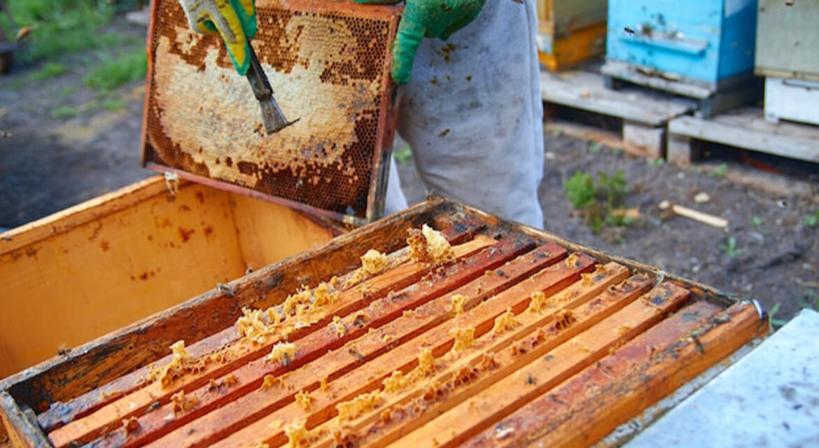 ari-sutu-nasil-uretilir