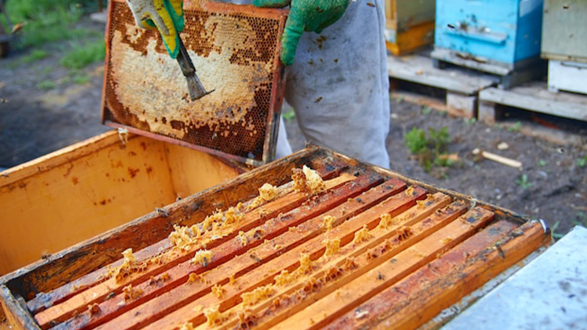 ari-sutu-nasil-uretilir