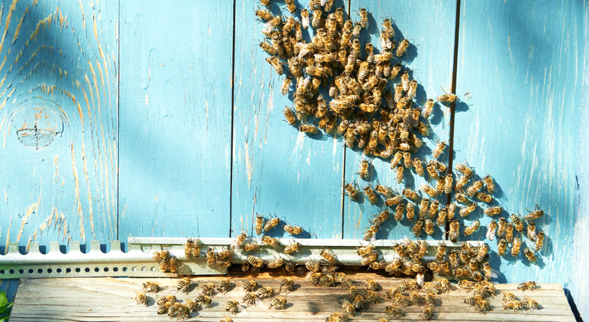 ari-sutu-nerede-saklanir