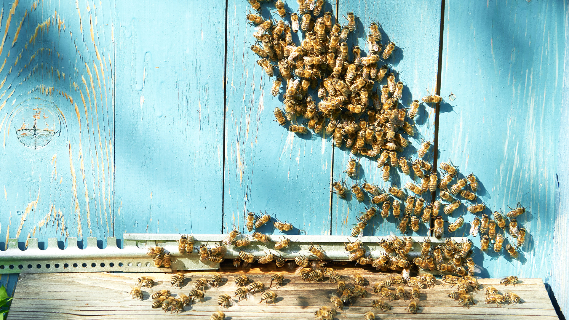 ari-sutu-nerede-saklanir