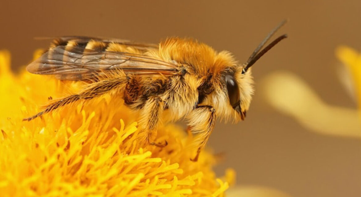 ari-sutu-nasil-elde-edilir