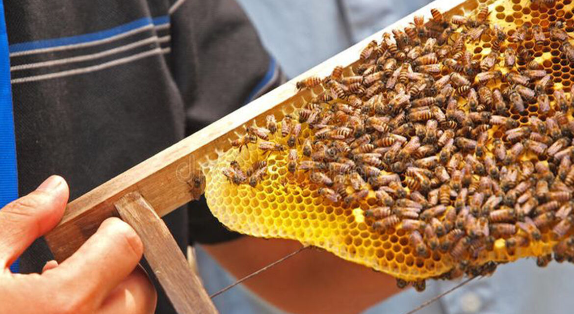 ari-sutu-ne-zaman-toplanir