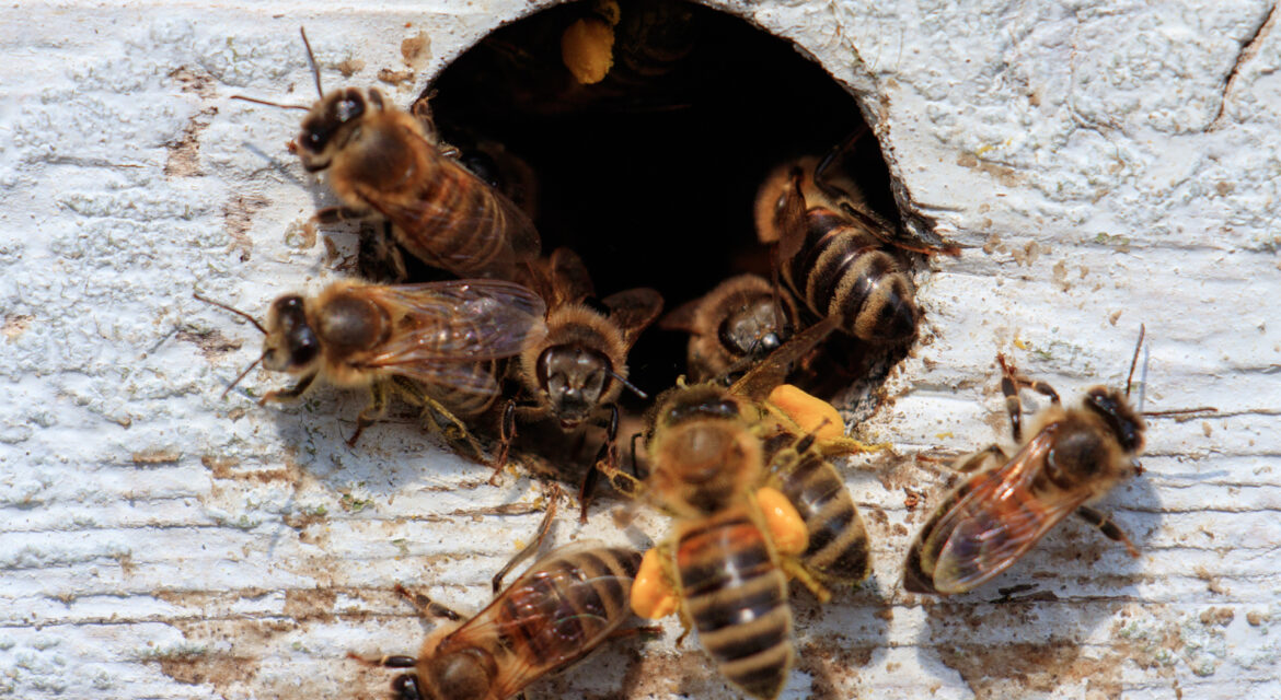 kac-tane-ari-turu-vardir