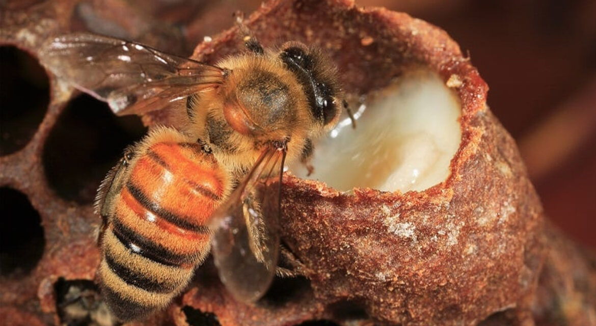 ari-sutu-hangi-marka-tavsiye